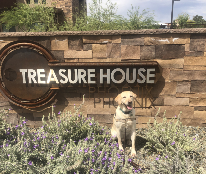 Murphy, the Treasure House dog
